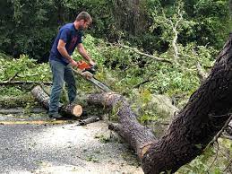 Trusted Lake Kiowa, TX  Tree Services Experts