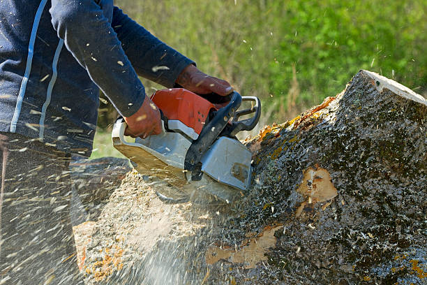 Seasonal Cleanup (Spring/Fall) in Lake Kiowa, TX